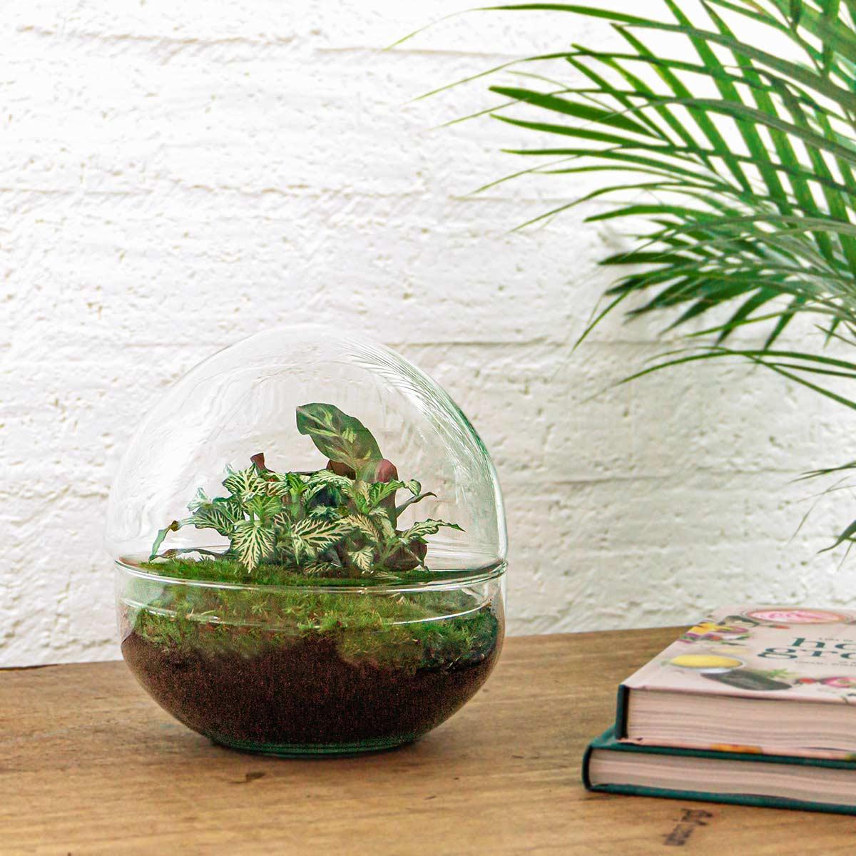 DIY terrarium en pot. Plante verte type DIY terrarium, livrée en pot, idéale pour intérieur lumineux. – Image 2