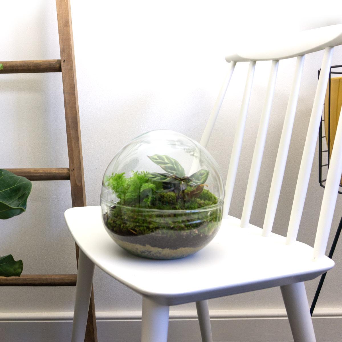 DIY terrarium en pot. Plante verte type DIY terrarium, livrée en pot, idéale pour intérieur lumineux. – Image 2
