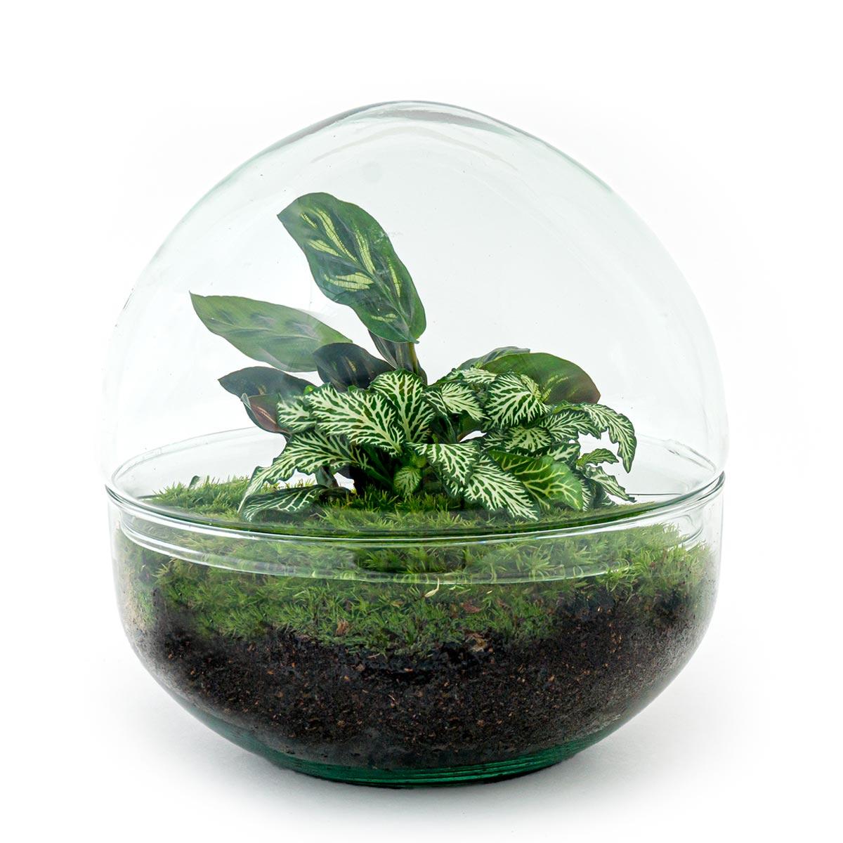 DIY terrarium en pot. Plante verte type DIY terrarium, livrée en pot, idéale pour intérieur lumineux. – Image 3