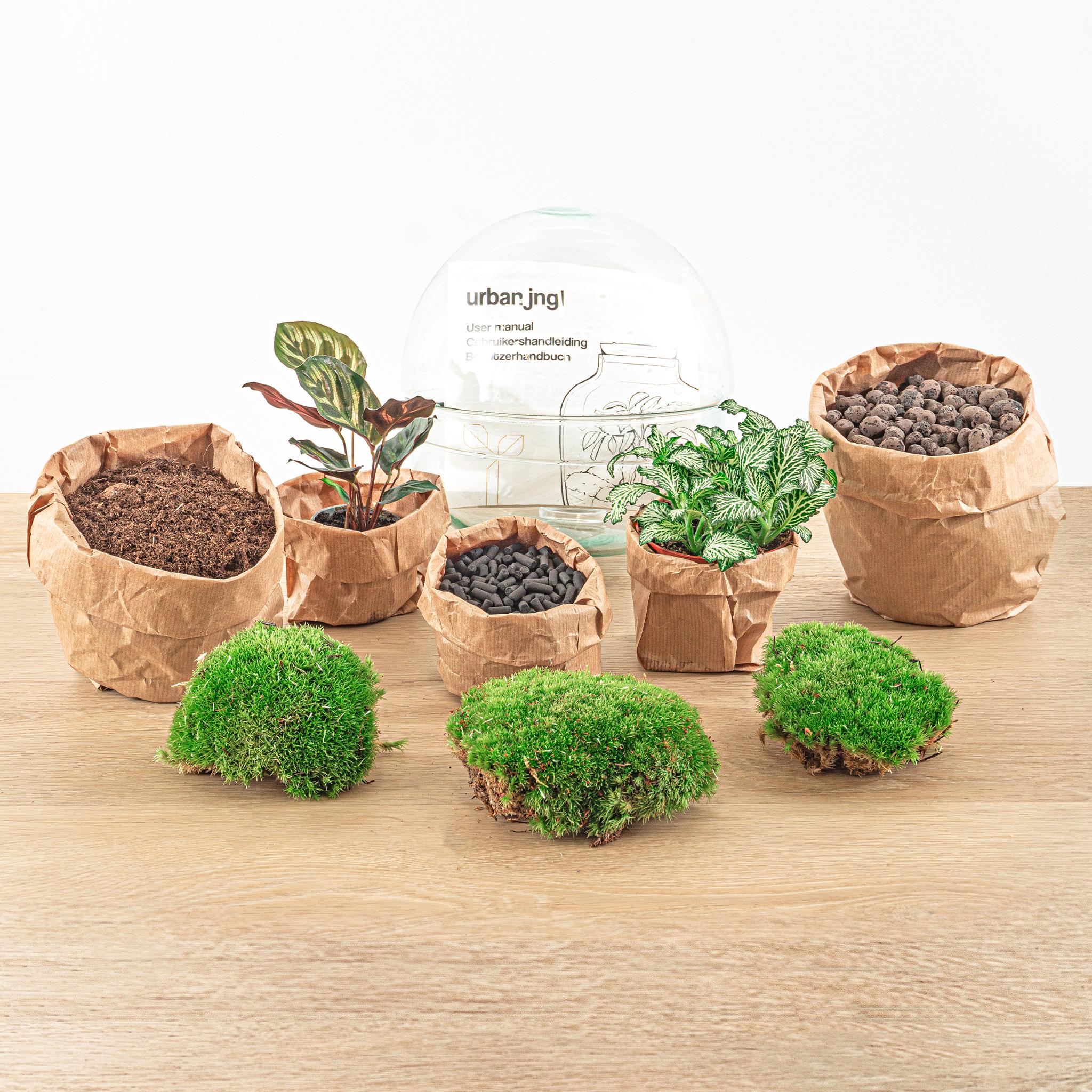 DIY terrarium en pot. Plante verte type DIY terrarium, livrée en pot, idéale pour intérieur lumineux. – Image 6