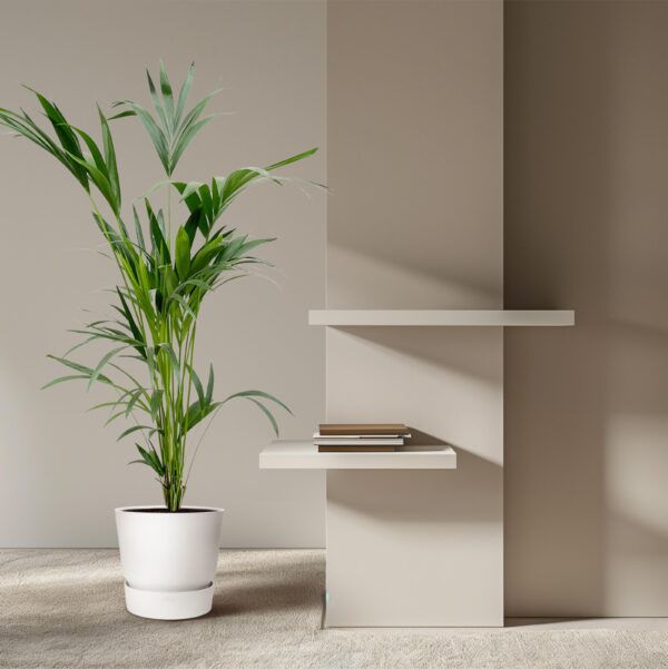 Kentia palm en pot Ø24cm. Plante verte type Kentia palm, livrée en pot, idéale pour intérieur lumineux. – Image 4