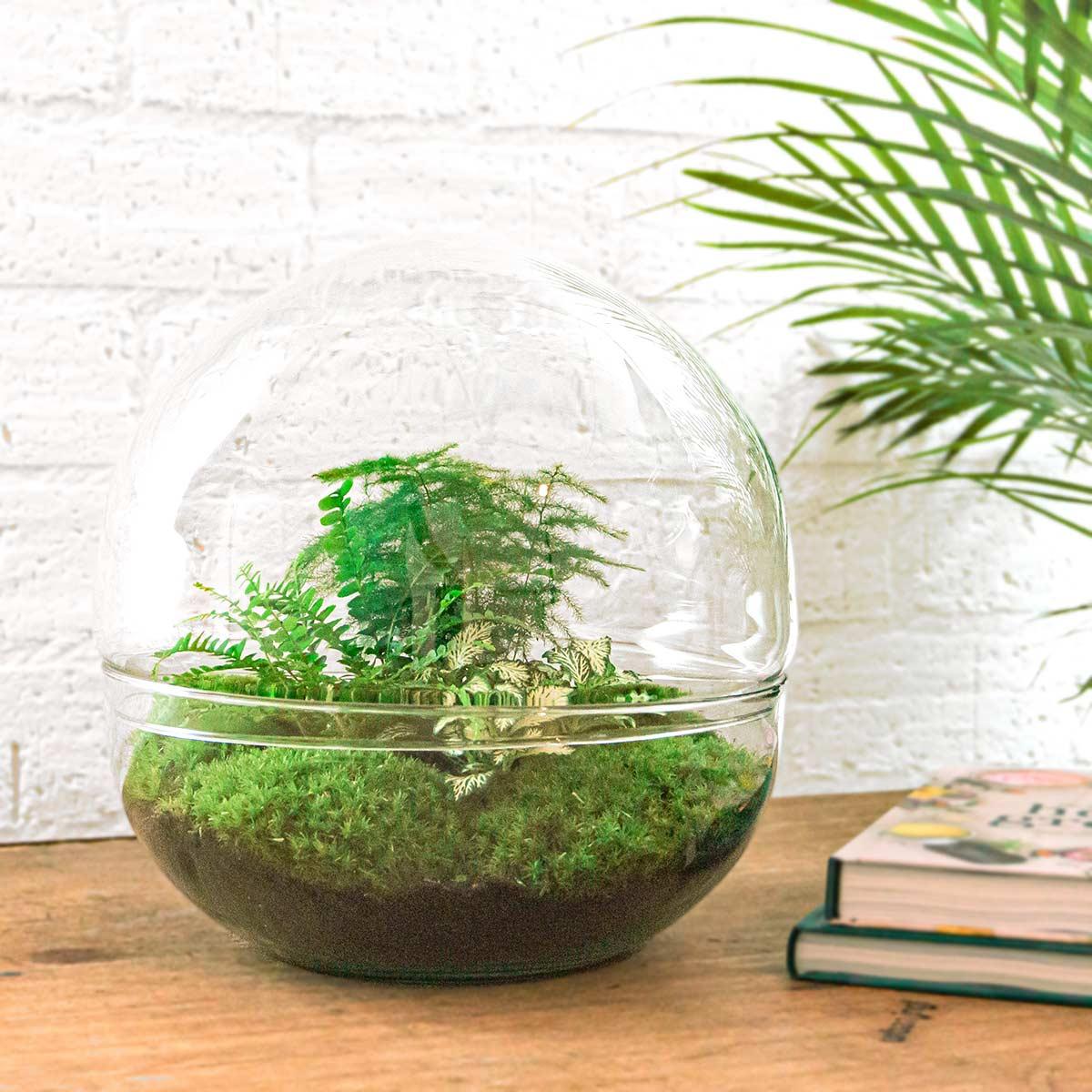 DIY terrarium en pot. Plante verte type DIY terrarium, livrée en pot, idéale pour intérieur lumineux. – Image 2