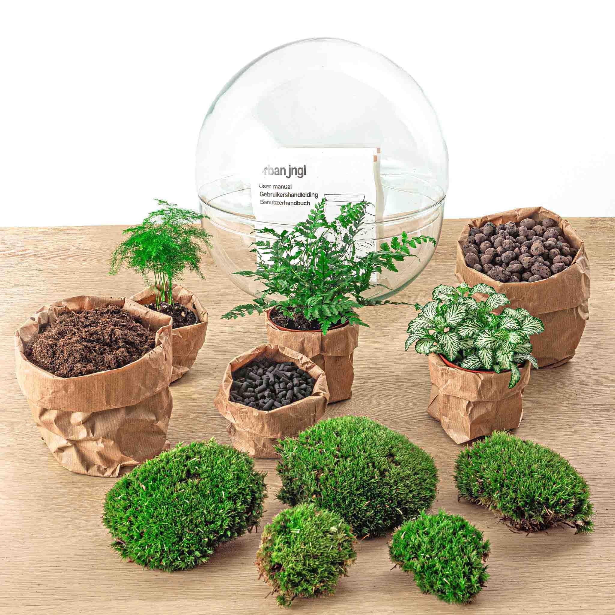 DIY terrarium en pot. Plante verte type DIY terrarium, livrée en pot, idéale pour intérieur lumineux. – Image 4