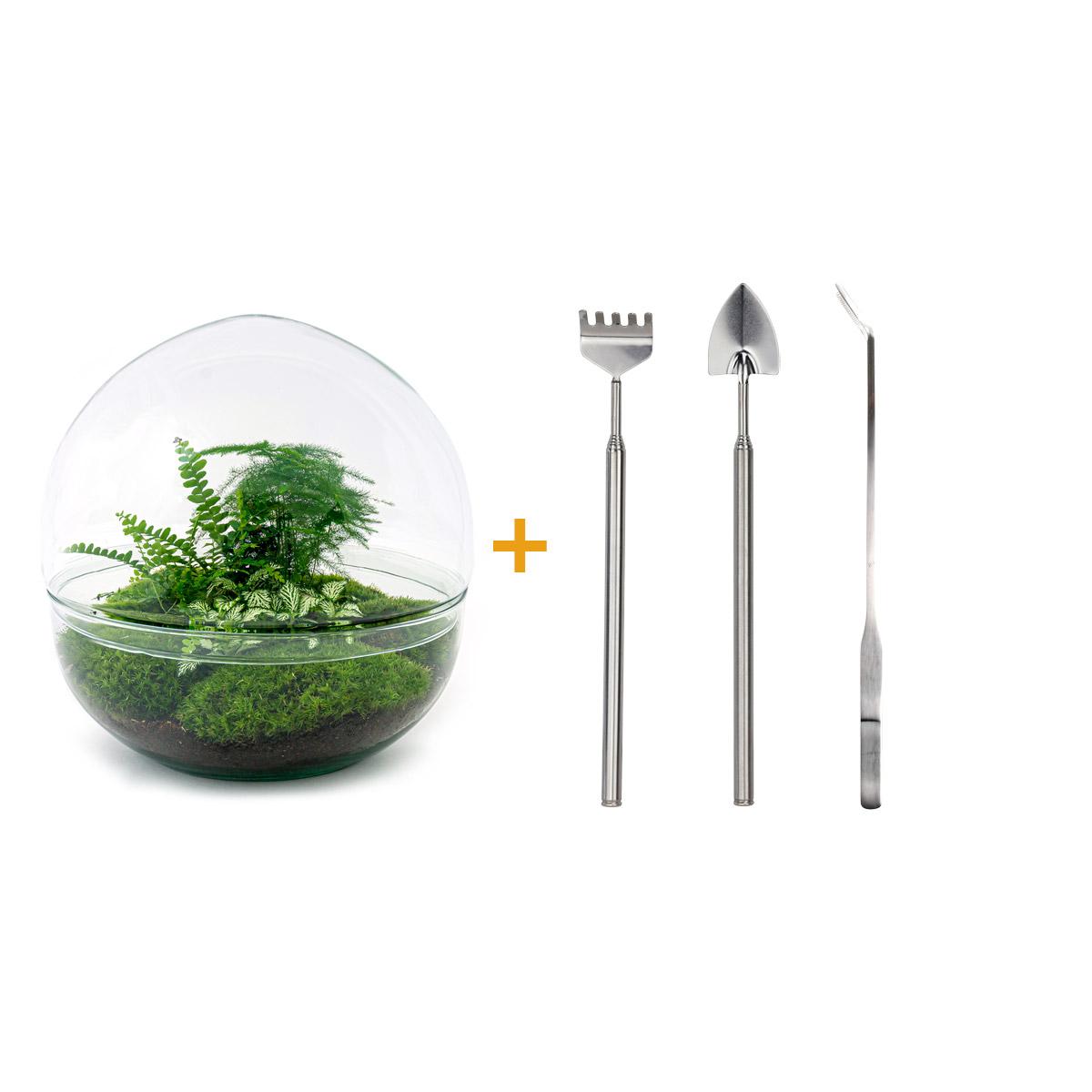 DIY terrarium en pot. Plante verte type DIY terrarium, livrée en pot, idéale pour intérieur lumineux. – Image 2