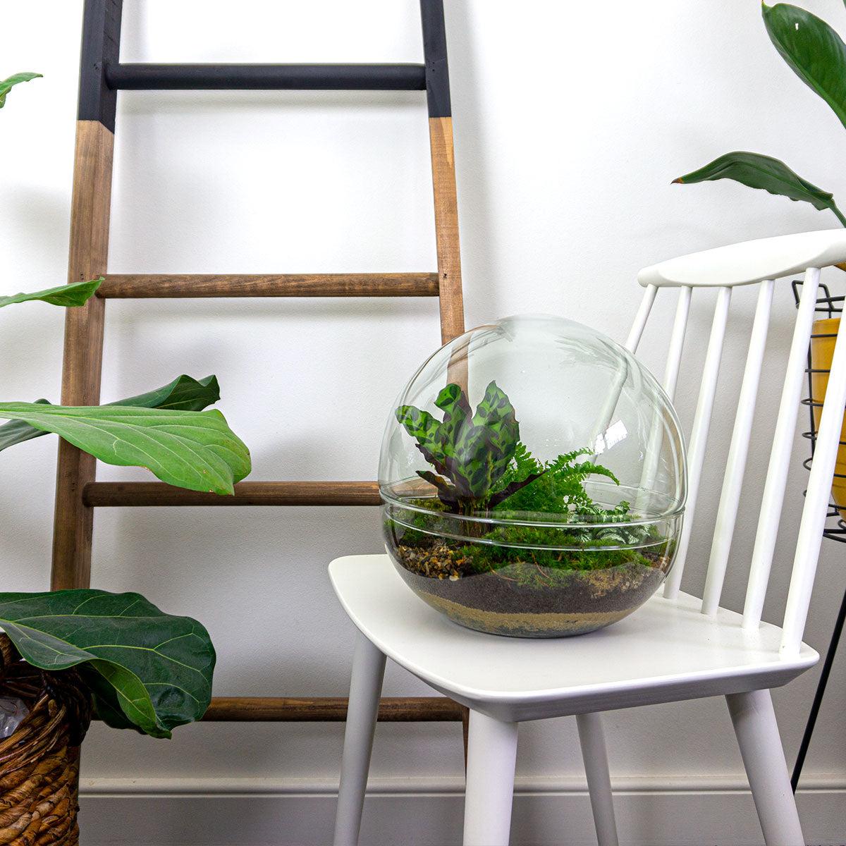 DIY terrarium en pot. Plante verte type DIY terrarium, livrée en pot, idéale pour intérieur lumineux. – Image 3
