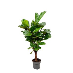 Ficus Lyrata vertakt en pot Ø24cm. Plante verte type Ficus Lyrata vertakt, livrée en pot, idéale pour intérieur lumineux.