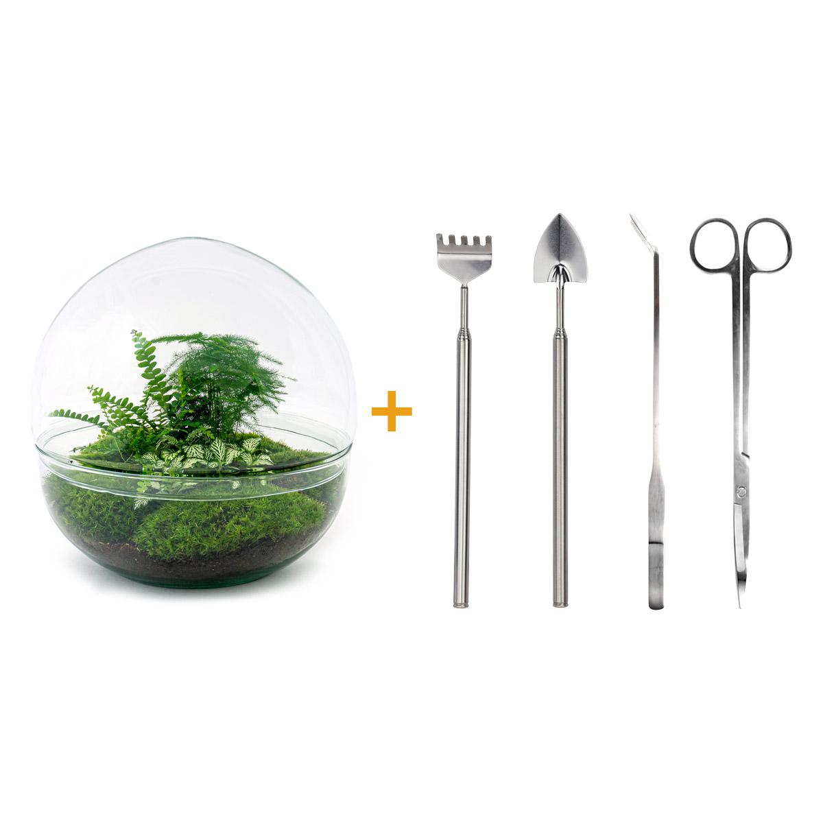 DIY terrarium en pot. Plante verte type DIY terrarium, livrée en pot, idéale pour intérieur lumineux.