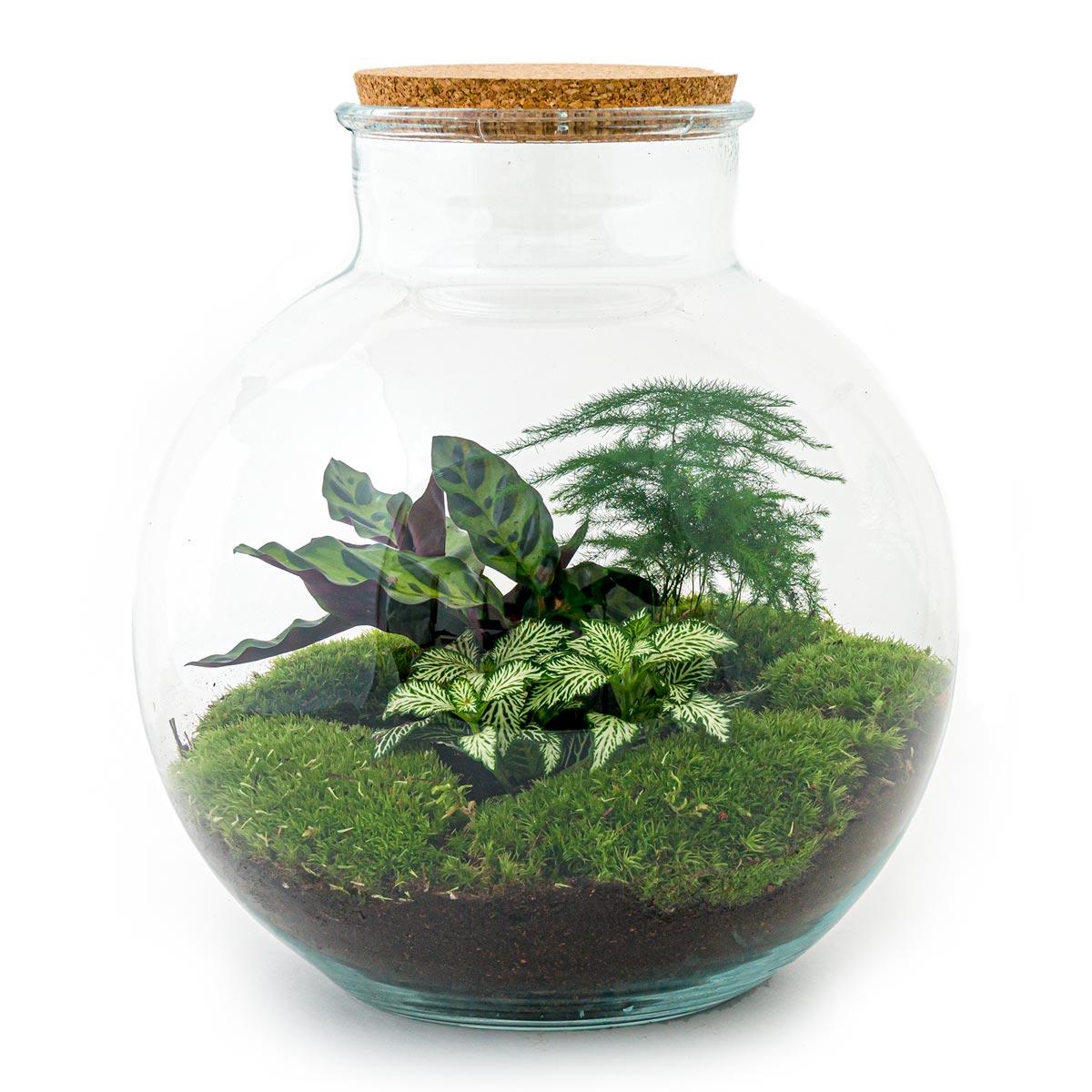 DIY terrarium en pot. Plante verte type DIY terrarium, livrée en pot, idéale pour intérieur lumineux.