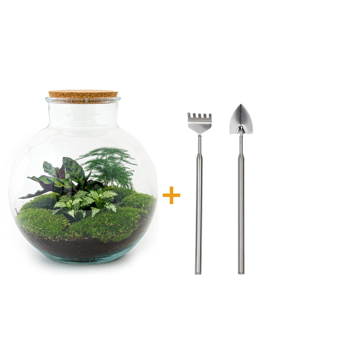 DIY terrarium en pot. Plante verte type DIY terrarium, livrée en pot, idéale pour intérieur lumineux.