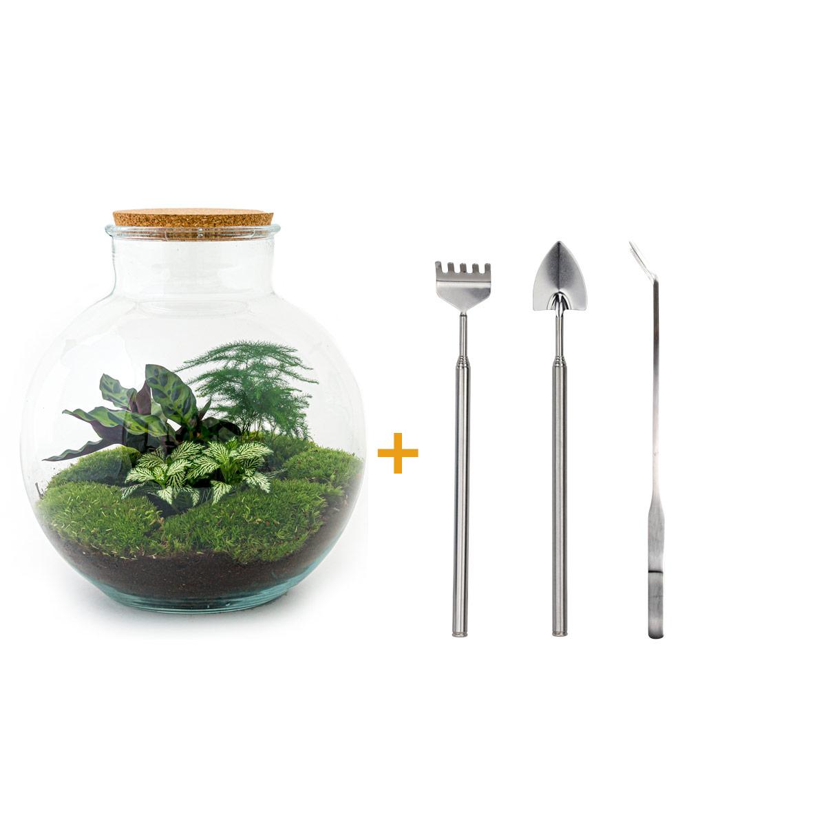 DIY terrarium en pot. Plante verte type DIY terrarium, livrée en pot, idéale pour intérieur lumineux.