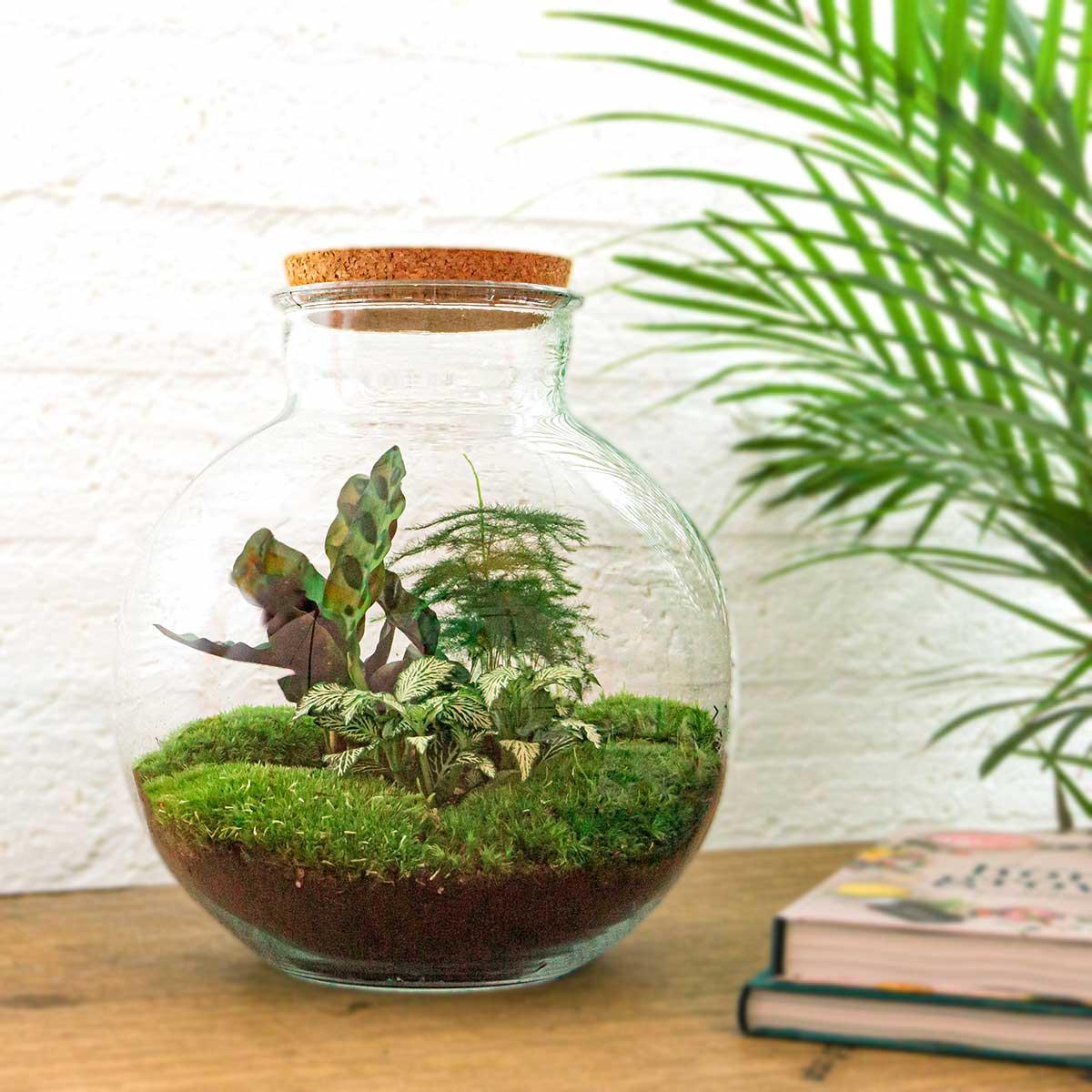 DIY terrarium en pot. Plante verte type DIY terrarium, livrée en pot, idéale pour intérieur lumineux. – Image 2