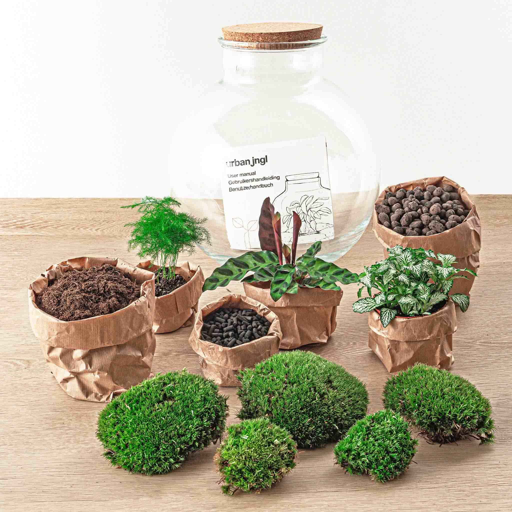 DIY terrarium en pot. Plante verte type DIY terrarium, livrée en pot, idéale pour intérieur lumineux. – Image 4