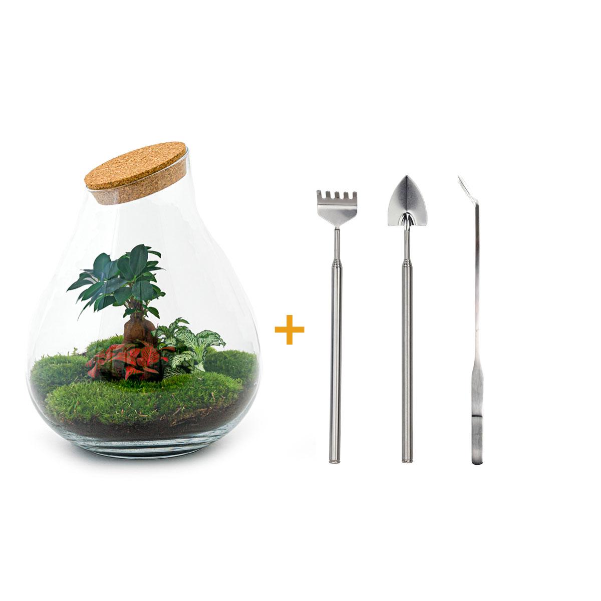DIY terrarium en pot. Plante verte type DIY terrarium, livrée en pot, idéale pour intérieur lumineux.