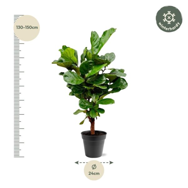 Ficus Lyrata vertakt en pot Ø24cm. Plante verte type Ficus Lyrata vertakt, livrée en pot, idéale pour intérieur lumineux. – Image 4