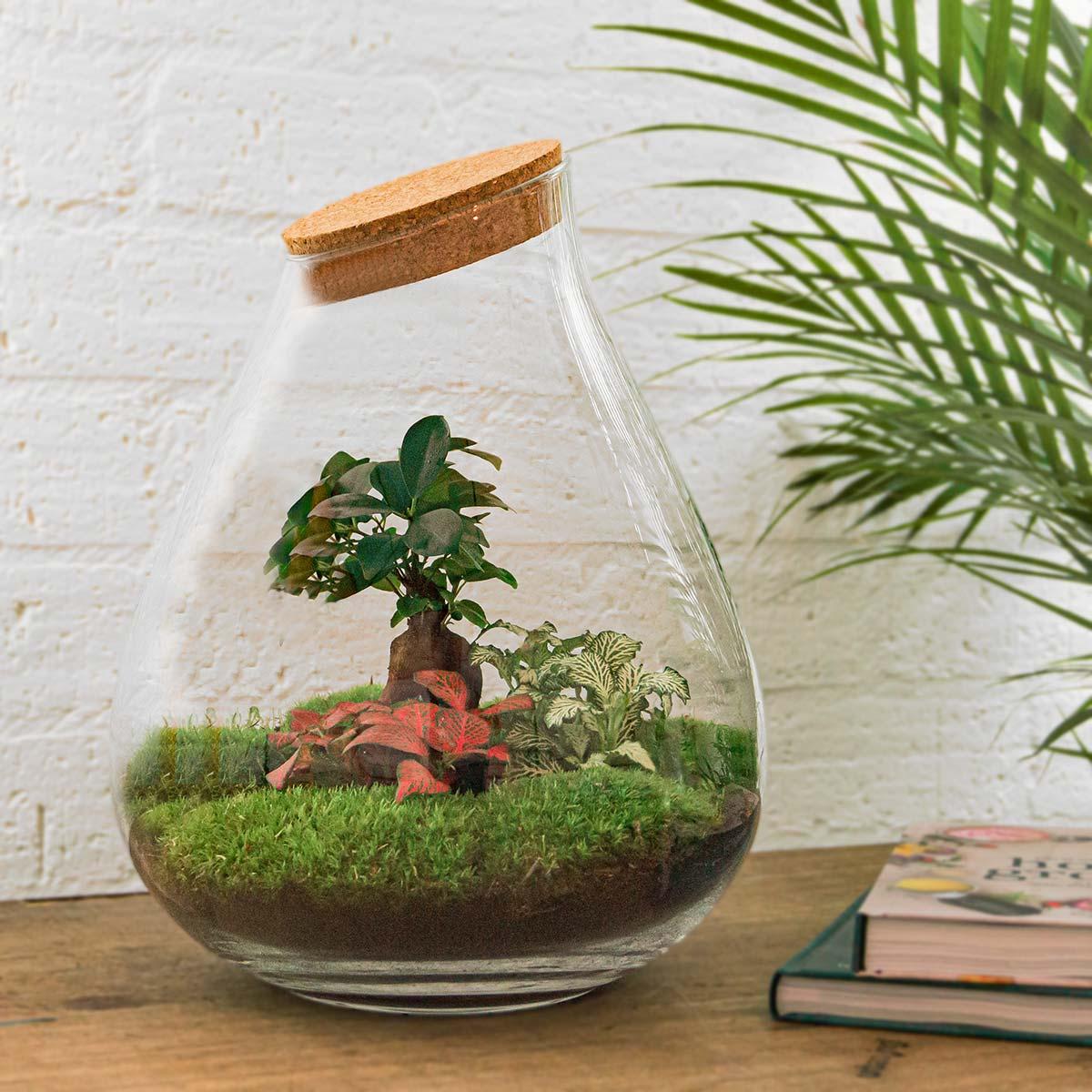 DIY terrarium en pot. Plante verte type DIY terrarium, livrée en pot, idéale pour intérieur lumineux. – Image 2