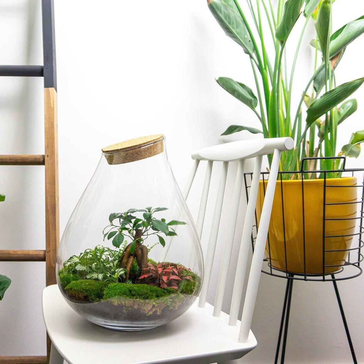 DIY terrarium en pot. Plante verte type DIY terrarium, livrée en pot, idéale pour intérieur lumineux. – Image 3