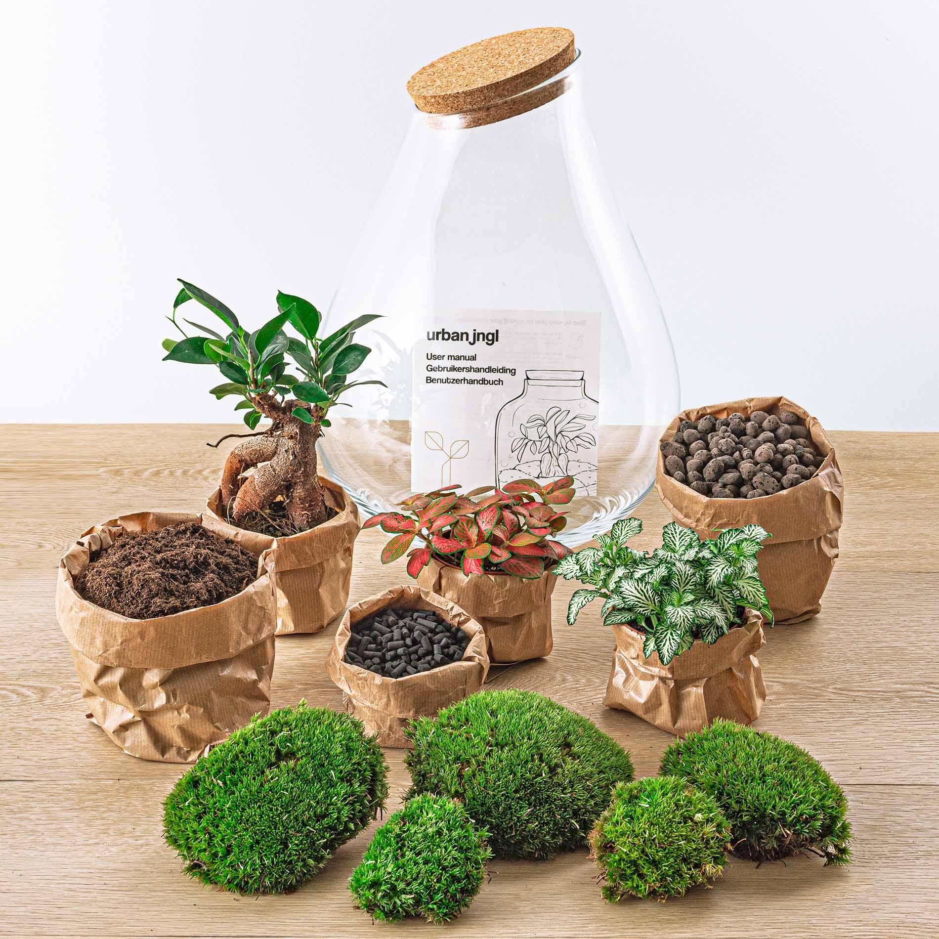 DIY terrarium en pot. Plante verte type DIY terrarium, livrée en pot, idéale pour intérieur lumineux. – Image 4