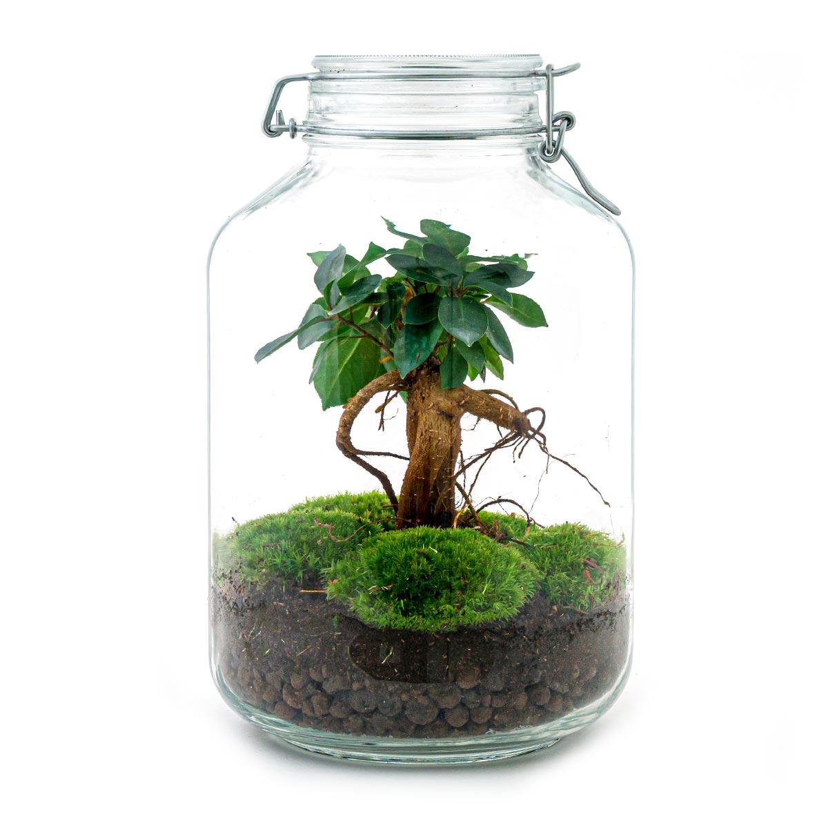 DIY terrarium en pot. Plante verte type DIY terrarium, livrée en pot, idéale pour intérieur lumineux.
