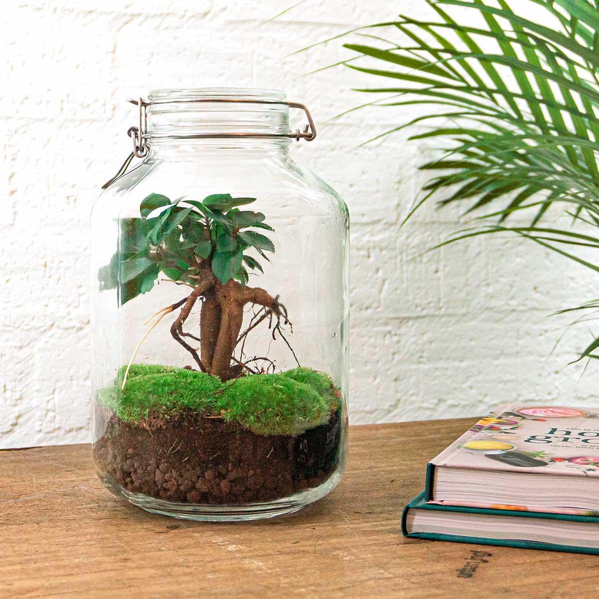 DIY terrarium en pot. Plante verte type DIY terrarium, livrée en pot, idéale pour intérieur lumineux. – Image 2