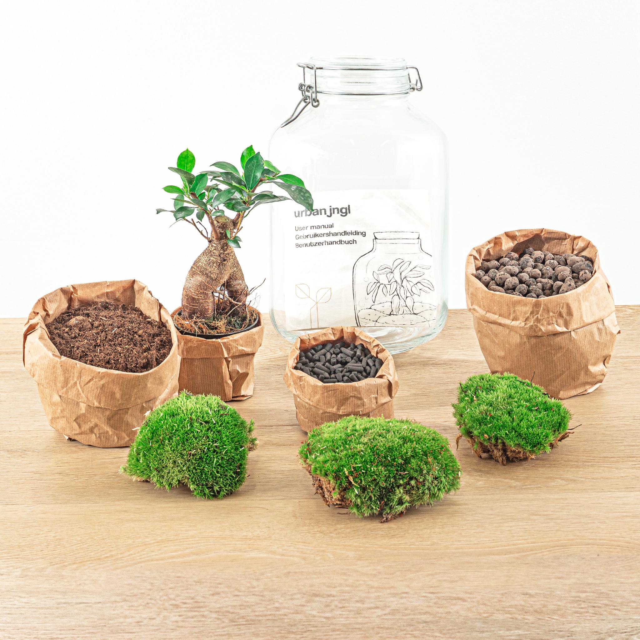 DIY terrarium en pot. Plante verte type DIY terrarium, livrée en pot, idéale pour intérieur lumineux. – Image 3