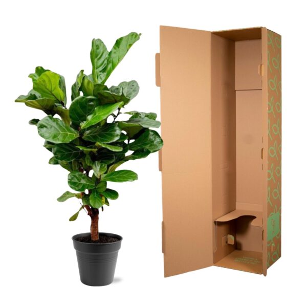 Ficus Lyrata vertakt en pot Ø24cm. Plante verte type Ficus Lyrata vertakt, livrée en pot, idéale pour intérieur lumineux. – Image 5