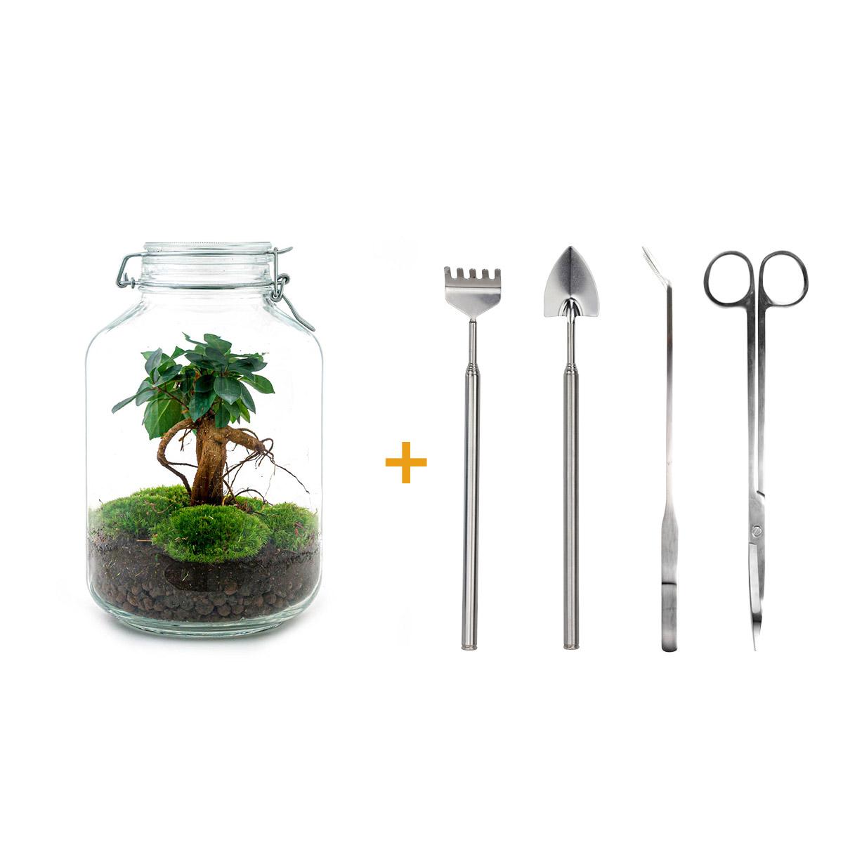 DIY terrarium en pot. Plante verte type DIY terrarium, livrée en pot, idéale pour intérieur lumineux.