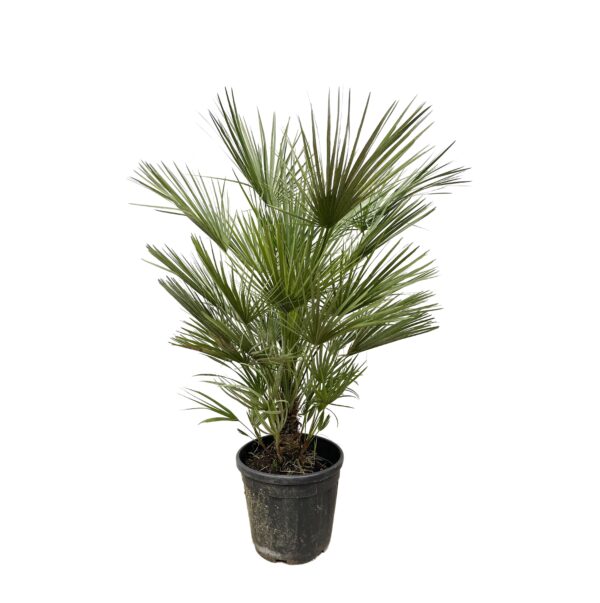 Chamaerops Humilis en pot Ø30cm. Plante verte type Chamaerops Humilis, livrée en pot, idéale pour intérieur lumineux.