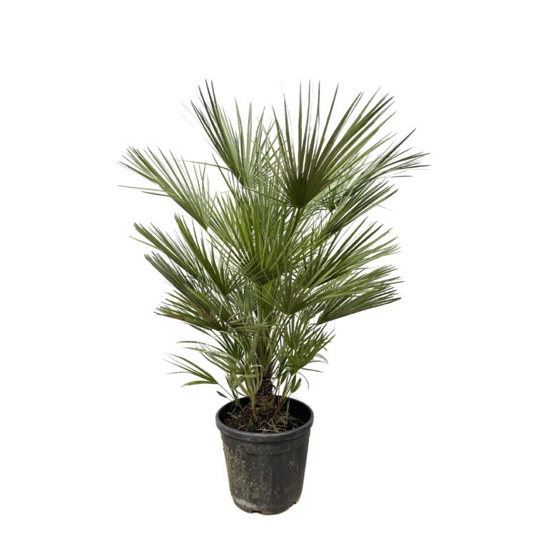 Chamaerops Humilis en pot Ø30cm. Plante verte type Chamaerops Humilis, livrée en pot, idéale pour intérieur lumineux.