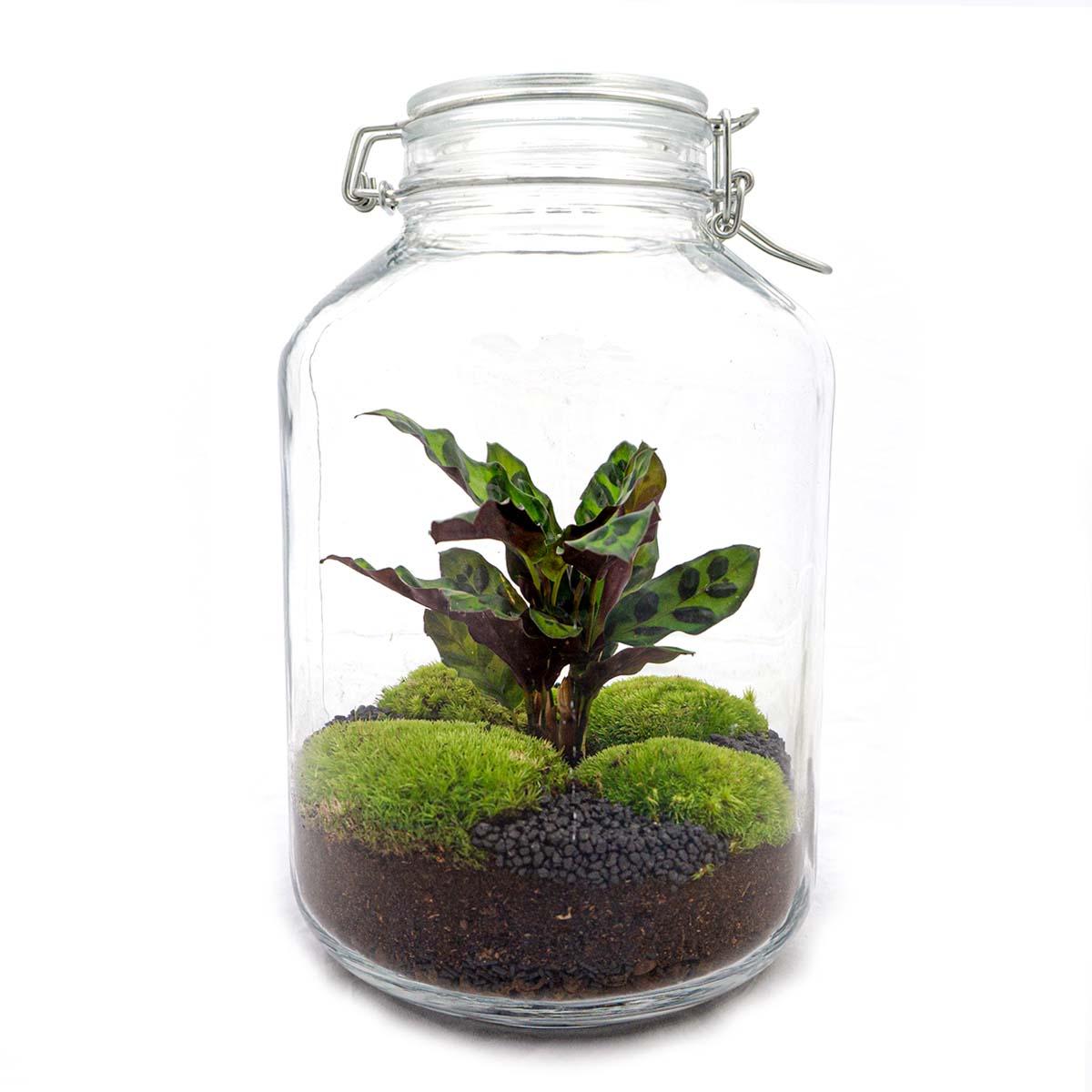 DIY terrarium en pot. Plante verte type DIY terrarium, livrée en pot, idéale pour intérieur lumineux.