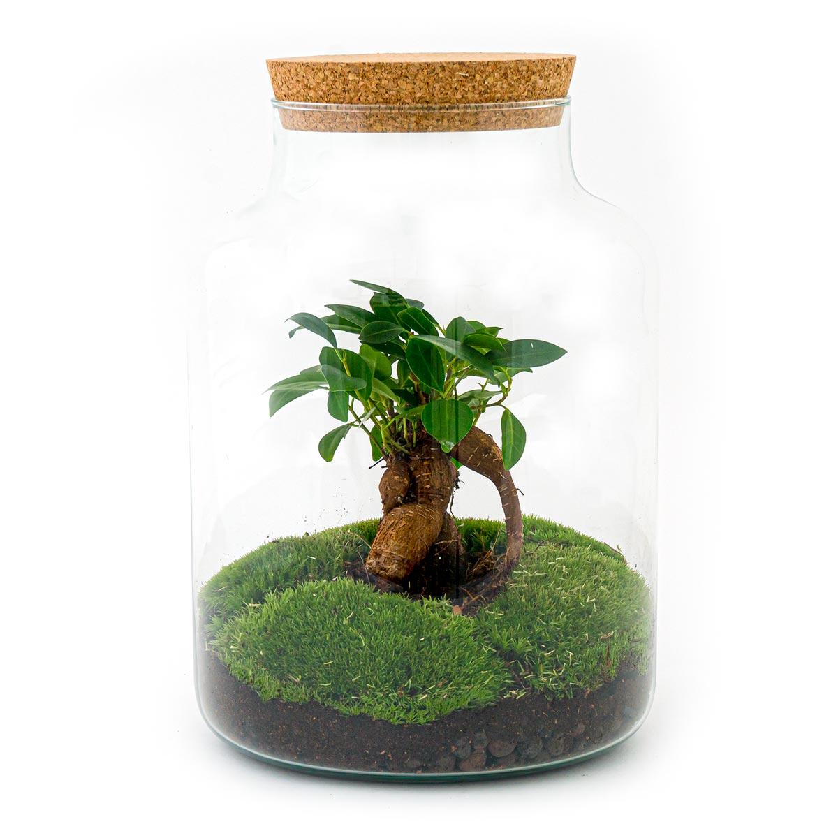 DIY terrarium en pot. Plante verte type DIY terrarium, livrée en pot, idéale pour intérieur lumineux.