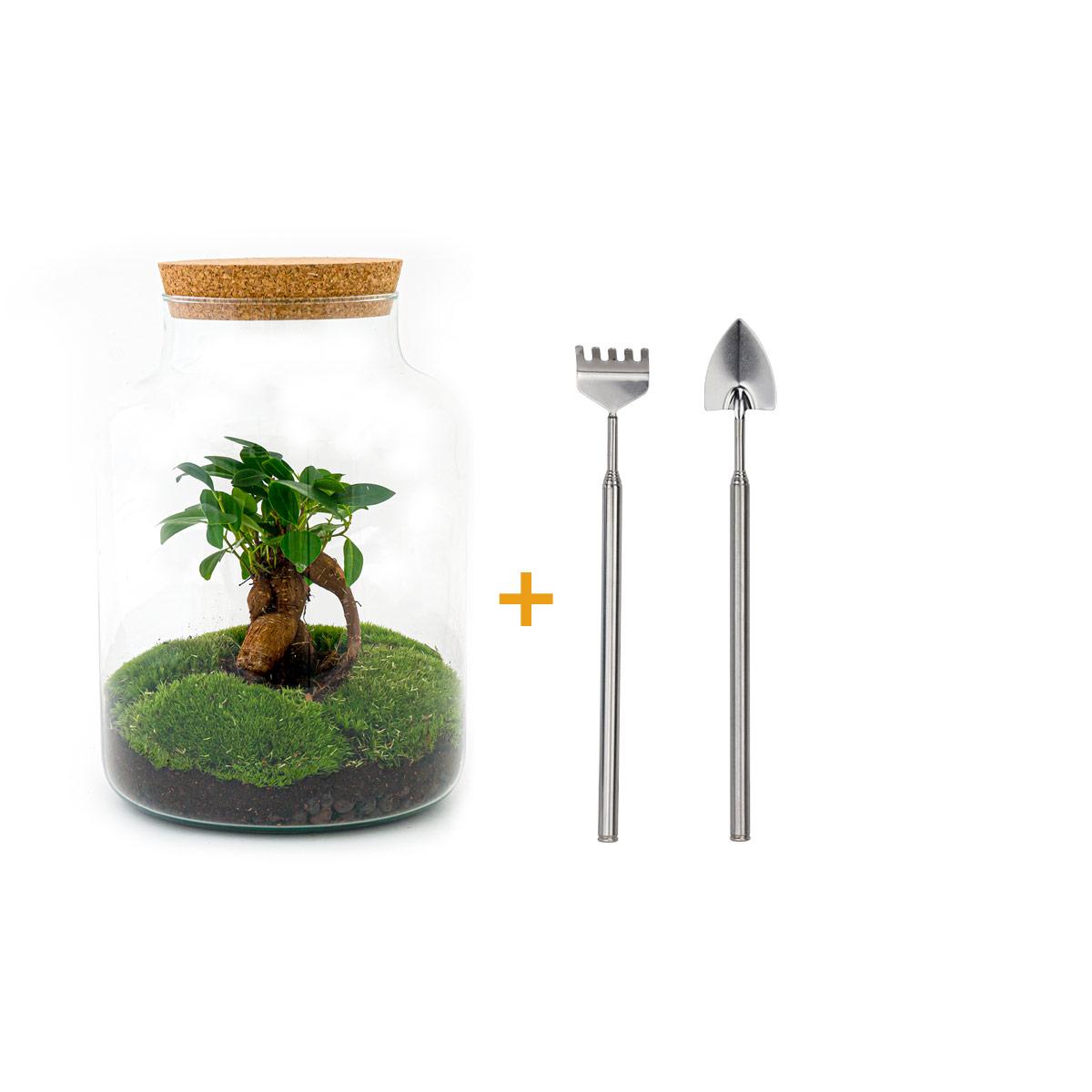 DIY terrarium en pot. Plante verte type DIY terrarium, livrée en pot, idéale pour intérieur lumineux.