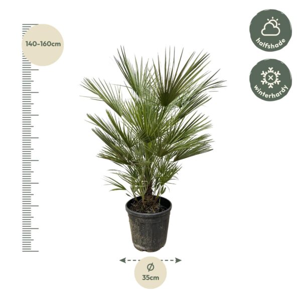 Chamaerops Humilis en pot Ø30cm. Plante verte type Chamaerops Humilis, livrée en pot, idéale pour intérieur lumineux. – Image 2