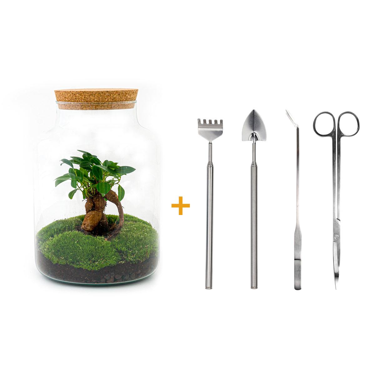 DIY terrarium en pot. Plante verte type DIY terrarium, livrée en pot, idéale pour intérieur lumineux.