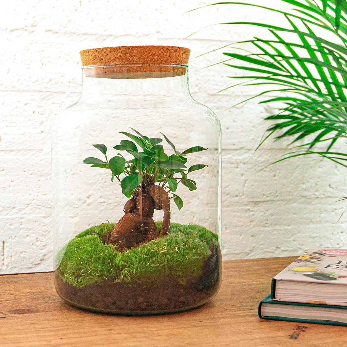 DIY terrarium en pot. Plante verte type DIY terrarium, livrée en pot, idéale pour intérieur lumineux. – Image 2