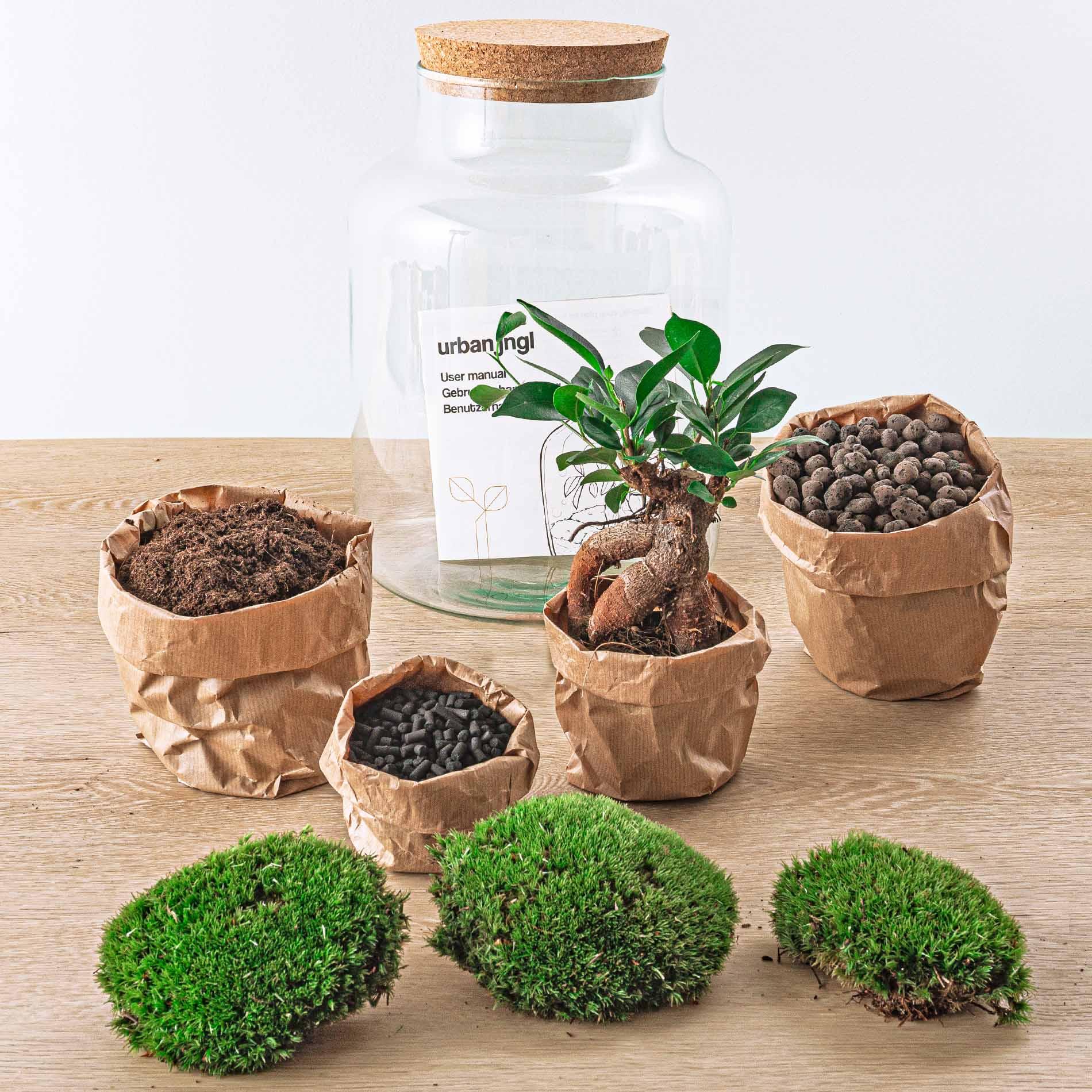 DIY terrarium en pot. Plante verte type DIY terrarium, livrée en pot, idéale pour intérieur lumineux. – Image 4