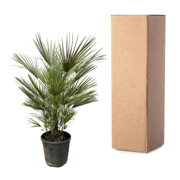 Chamaerops Humilis en pot Ø30cm. Plante verte type Chamaerops Humilis, livrée en pot, idéale pour intérieur lumineux. – Image 3