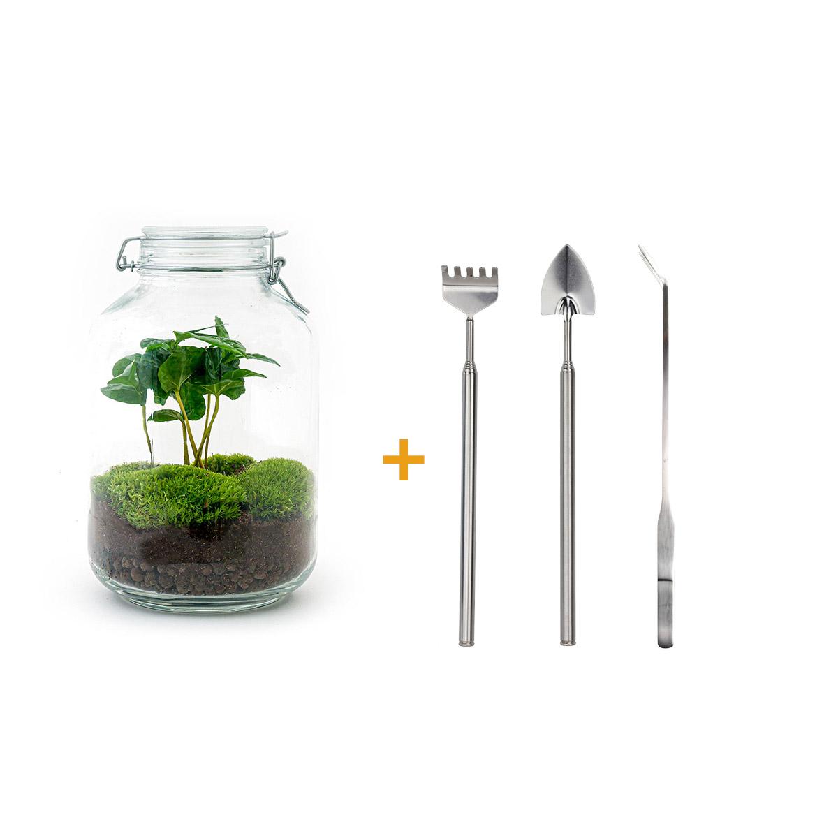 DIY terrarium en pot. Plante verte type DIY terrarium, livrée en pot, idéale pour intérieur lumineux.