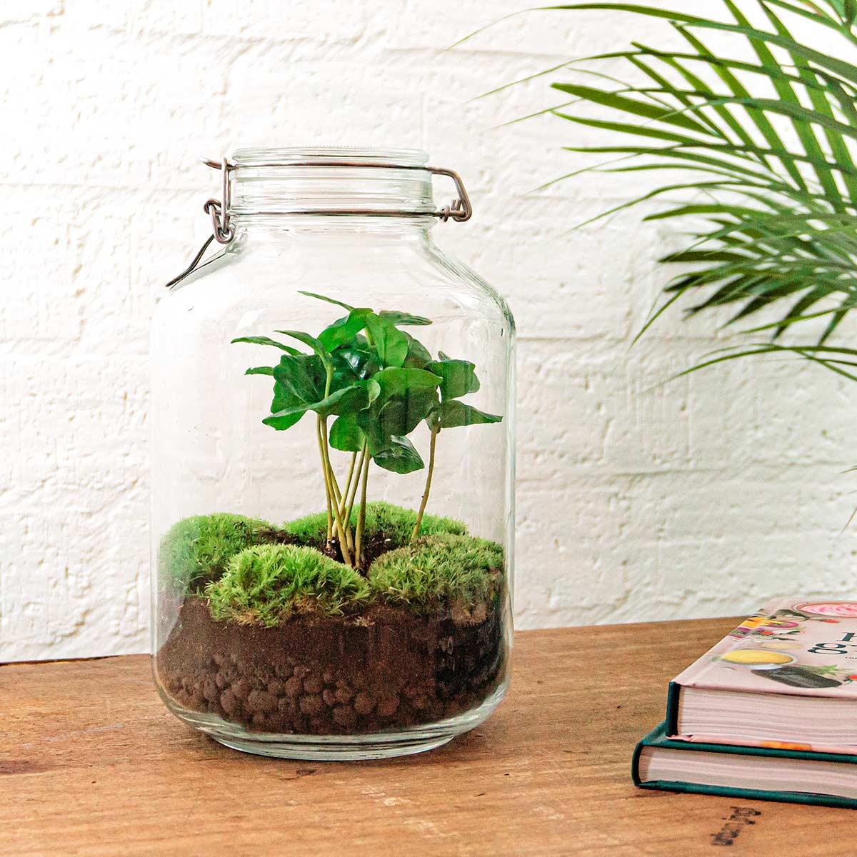 DIY terrarium en pot. Plante verte type DIY terrarium, livrée en pot, idéale pour intérieur lumineux. – Image 2