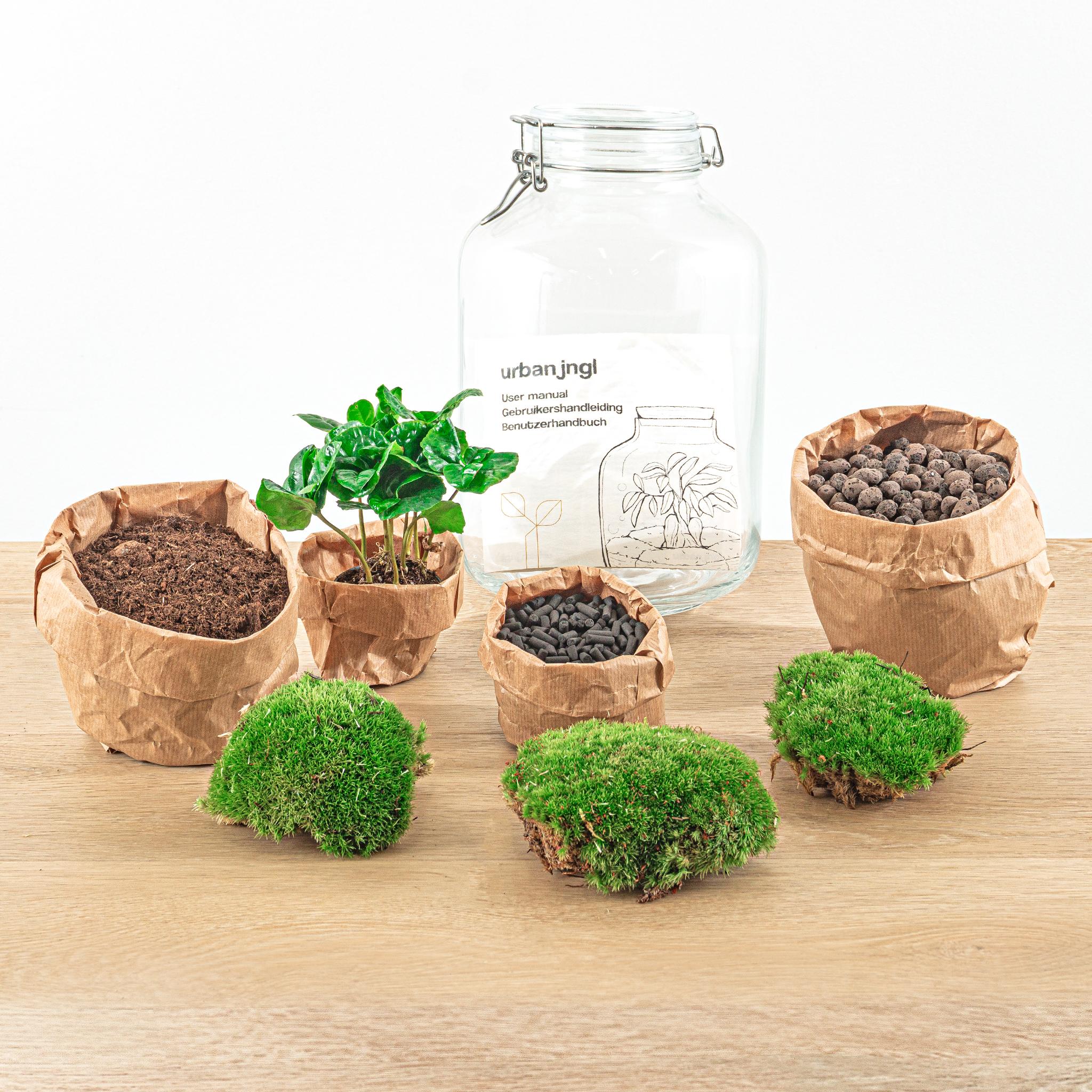 DIY terrarium en pot. Plante verte type DIY terrarium, livrée en pot, idéale pour intérieur lumineux. – Image 4