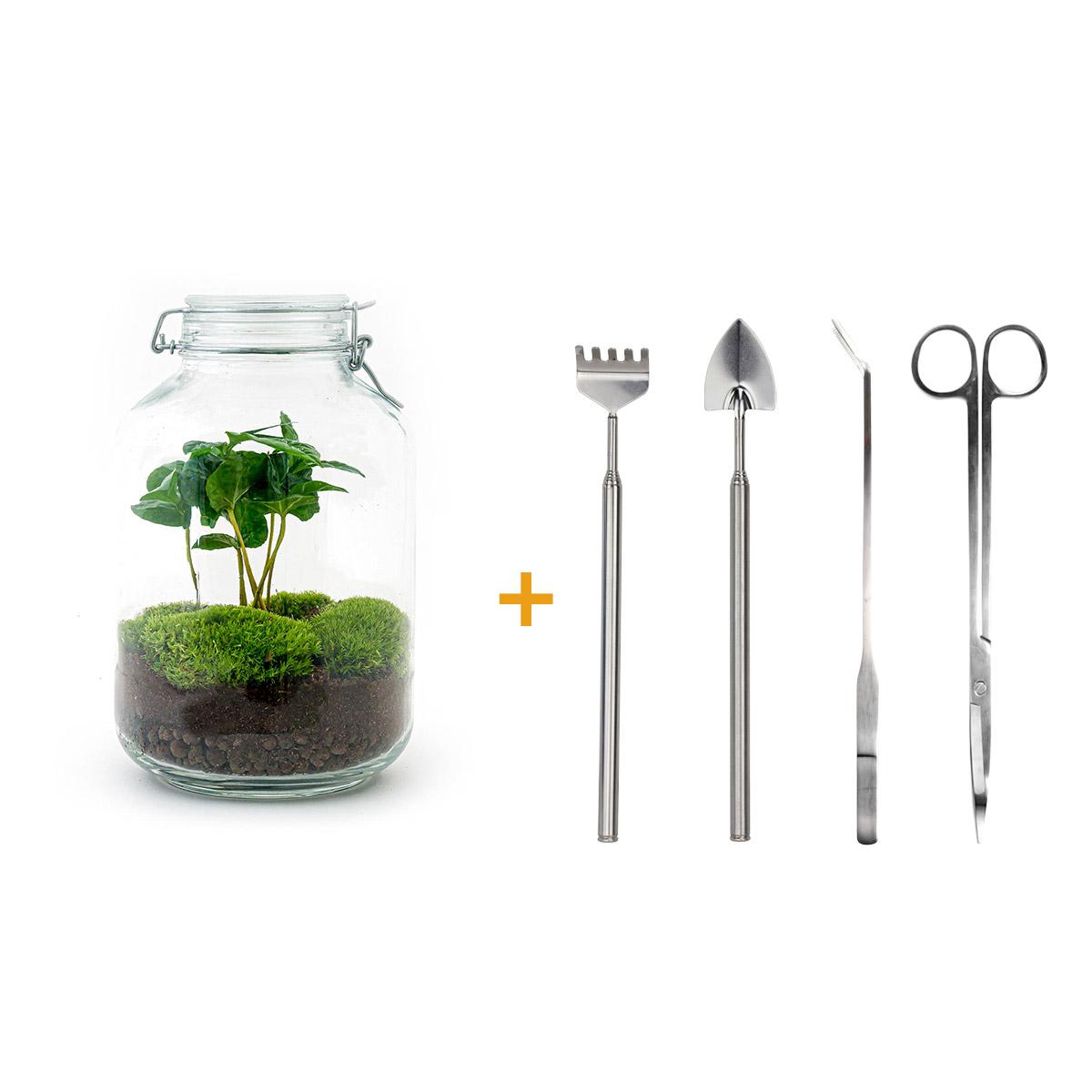 DIY terrarium en pot. Plante verte type DIY terrarium, livrée en pot, idéale pour intérieur lumineux.
