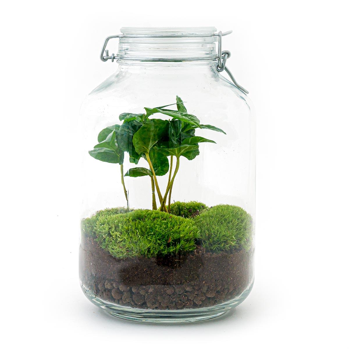 DIY terrarium en pot. Plante verte type DIY terrarium, livrée en pot, idéale pour intérieur lumineux. – Image 3