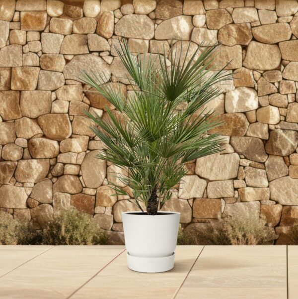 Chamaerops Humilis en pot Ø30cm. Plante verte type Chamaerops Humilis, livrée en pot, idéale pour intérieur lumineux. – Image 4