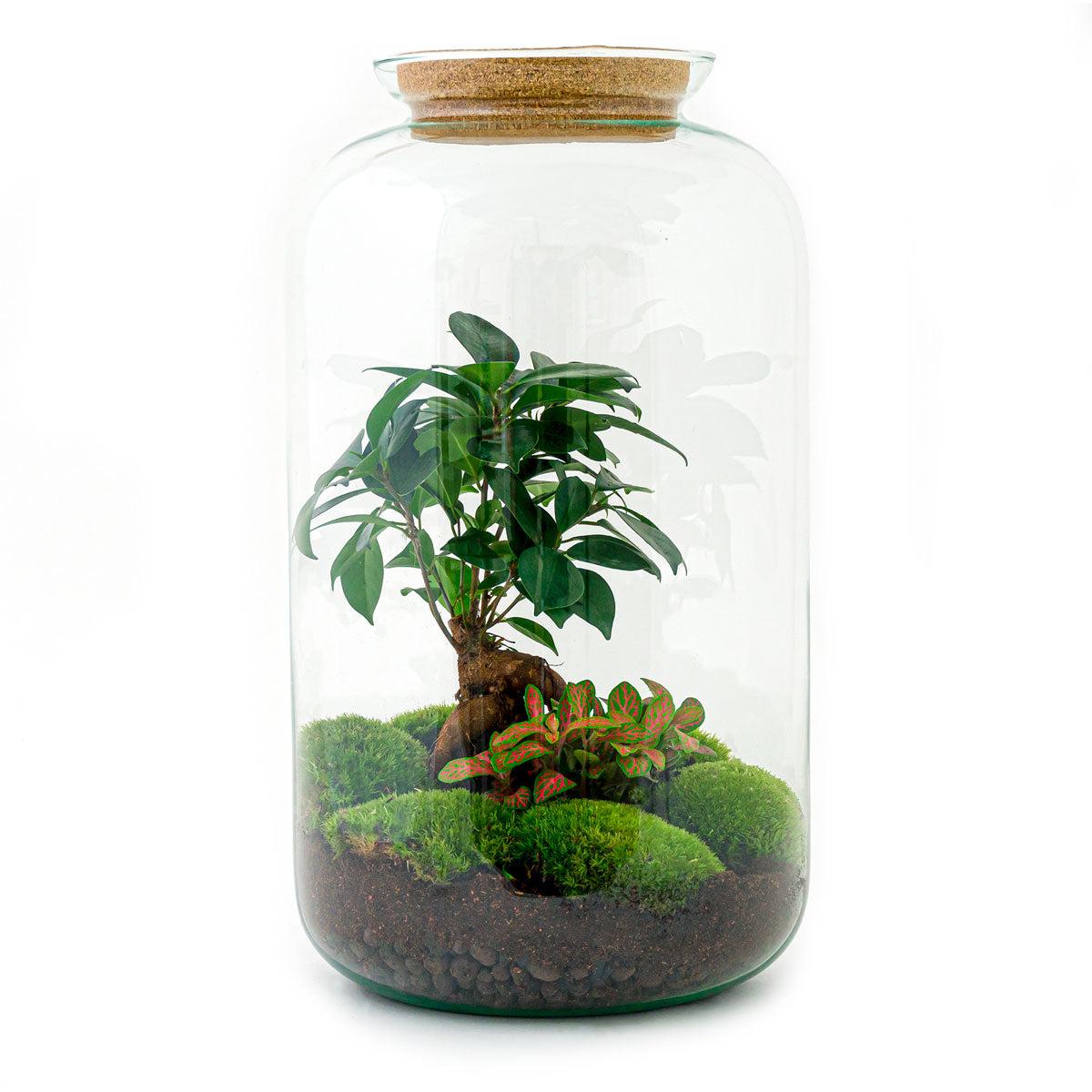 DIY terrarium en pot. Plante verte type DIY terrarium, livrée en pot, idéale pour intérieur lumineux.