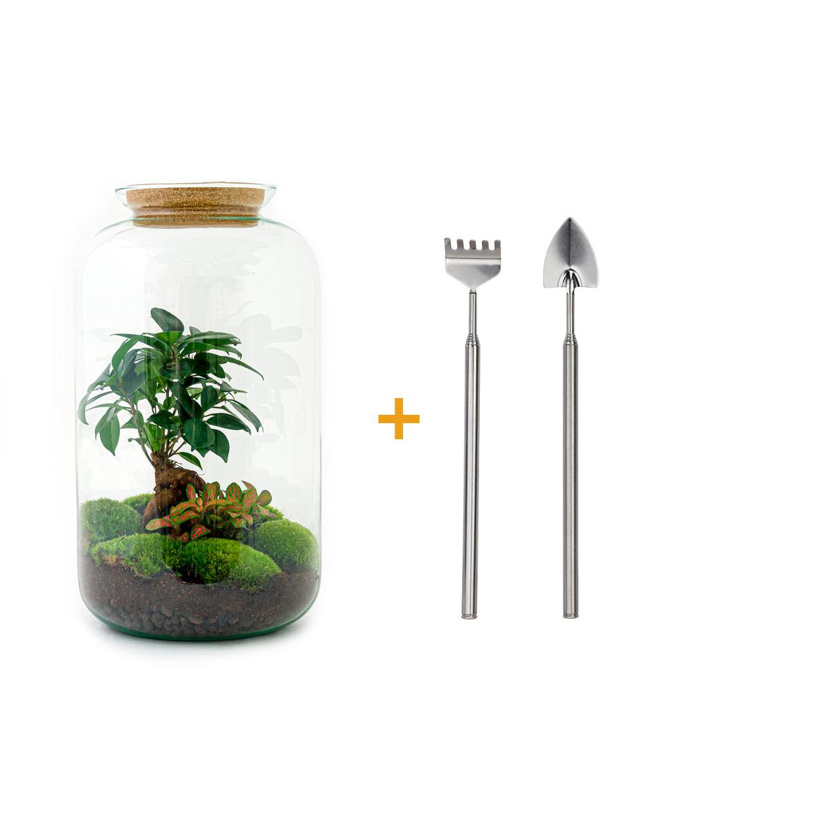 DIY terrarium en pot. Plante verte type DIY terrarium, livrée en pot, idéale pour intérieur lumineux.