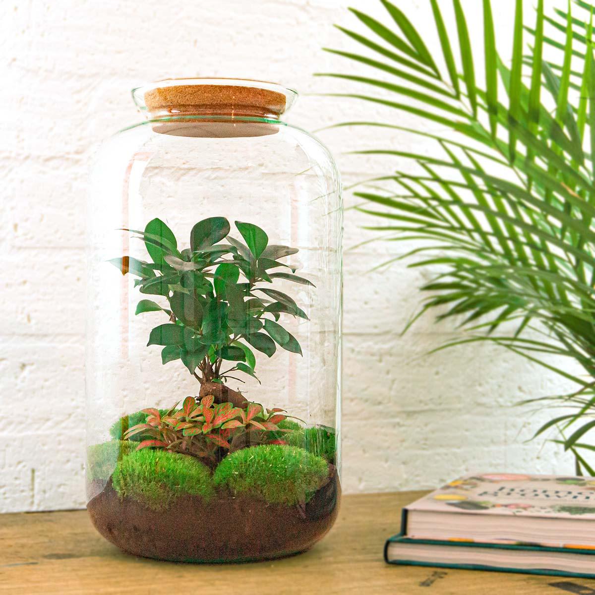 DIY terrarium en pot. Plante verte type DIY terrarium, livrée en pot, idéale pour intérieur lumineux. – Image 2