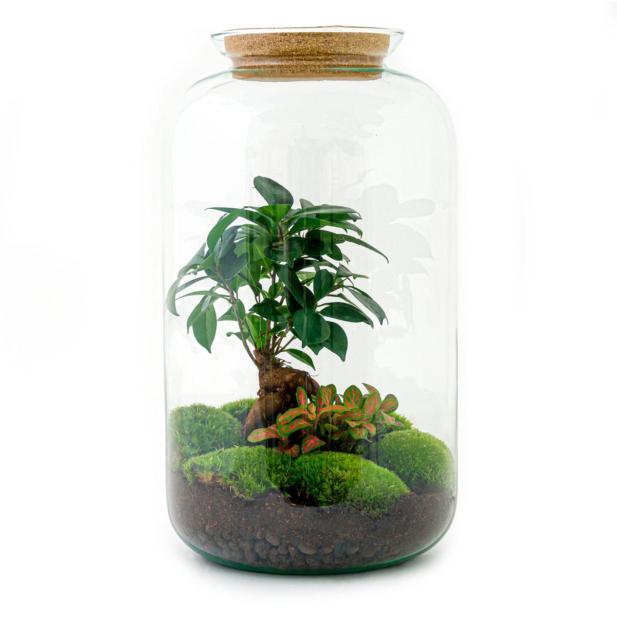 DIY terrarium en pot. Plante verte type DIY terrarium, livrée en pot, idéale pour intérieur lumineux. – Image 3