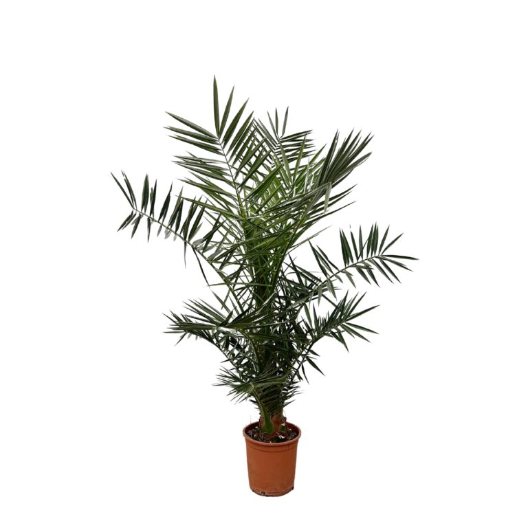 Phoenix Canariensis en pot Ø15cm. Plante verte type Phoenix Canariensis, livrée en pot, idéale pour intérieur lumineux.