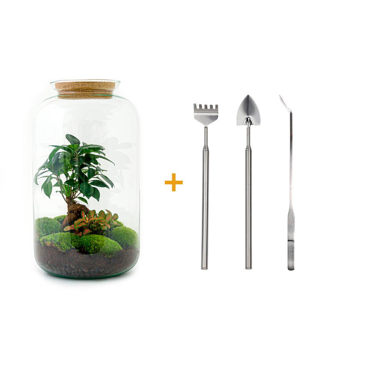DIY terrarium en pot. Plante verte type DIY terrarium, livrée en pot, idéale pour intérieur lumineux. – Image 3