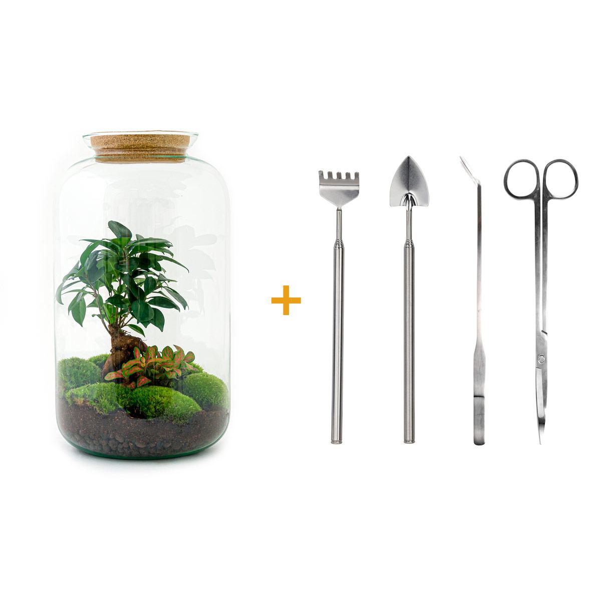 DIY terrarium en pot. Plante verte type DIY terrarium, livrée en pot, idéale pour intérieur lumineux. – Image 3