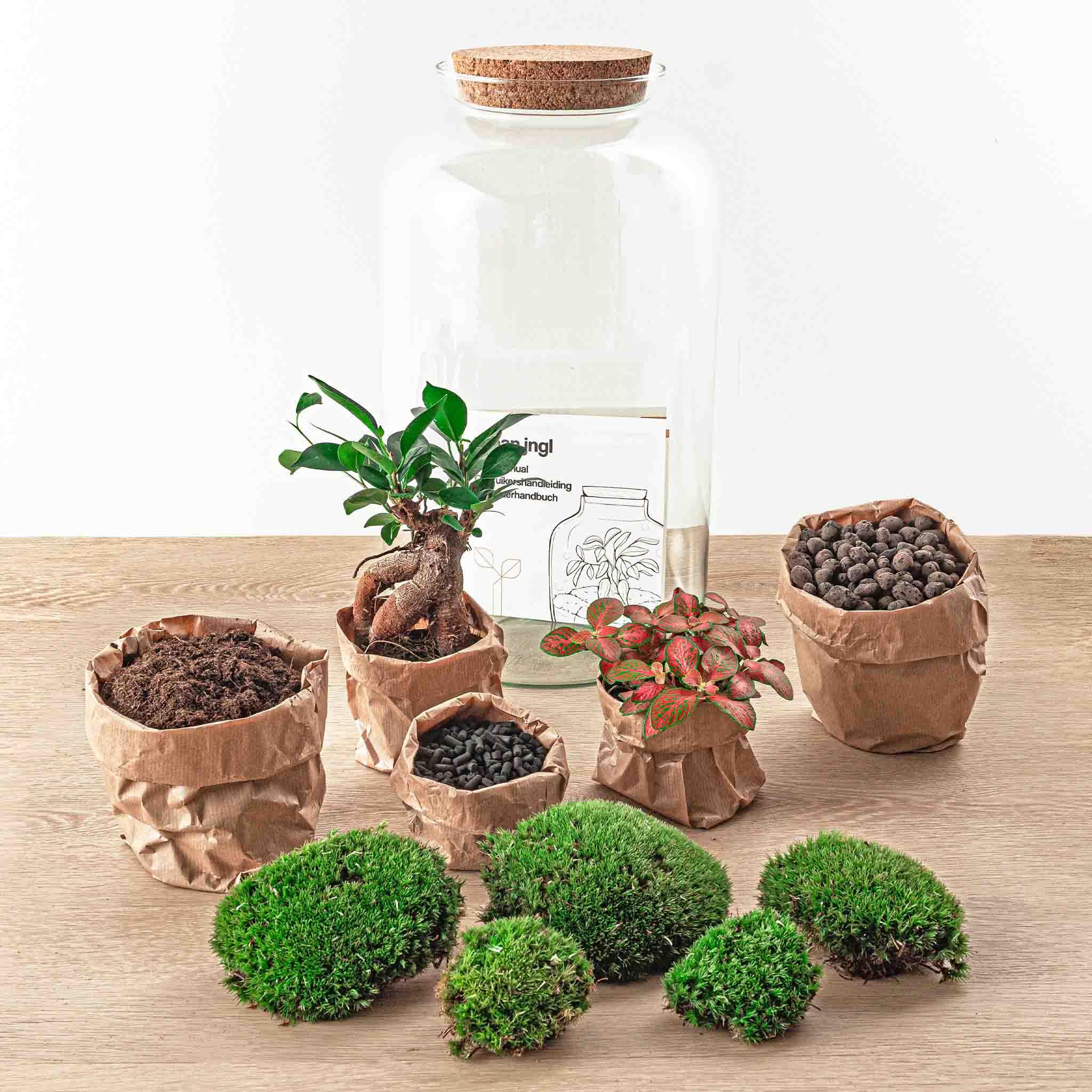 DIY terrarium en pot. Plante verte type DIY terrarium, livrée en pot, idéale pour intérieur lumineux. – Image 4